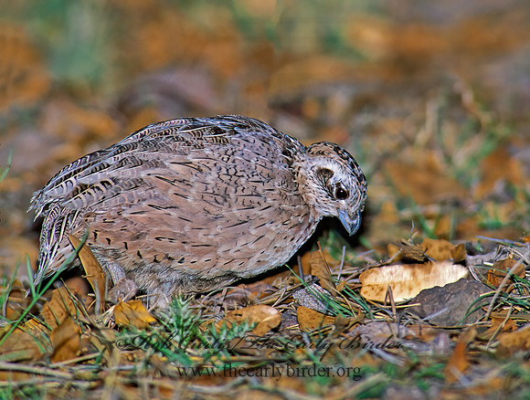 Cyrtonyx montezumae  MONTEZUMA QUAIL 92406+