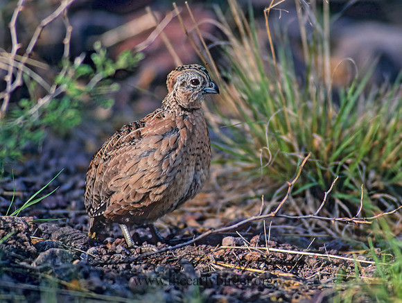 Cyrtonyx montezumae  MONTEZUMA QUAIL 72811+