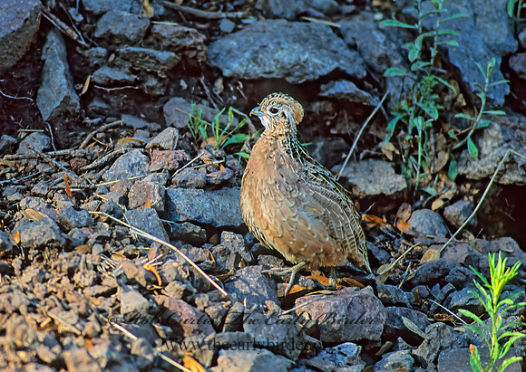 Cyrtonyx montezumae  MONTEZUMA QUAIL 57433+
