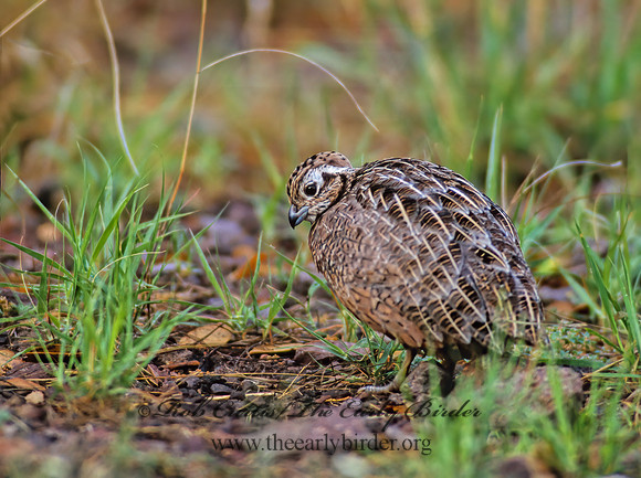 Cyrtonyx montezumae  MONTEZUMA QUAIL 73223-1+