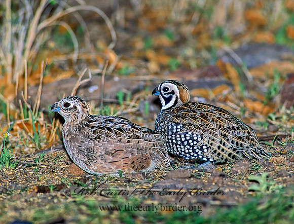 Cyrtonyx montezumae  MONTEZUMA QUAIL 92523+