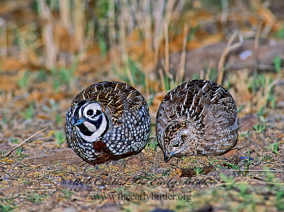 Cyrtonyx montezumae  MONTEZUMA QUAIL 92525+