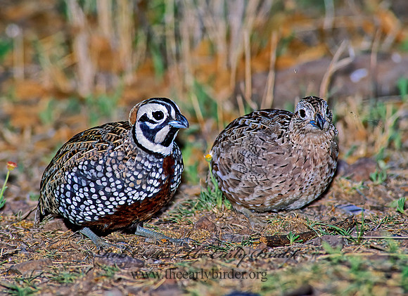 Cyrtonyx montezumae  MONTEZUMA QUAIL 92526+