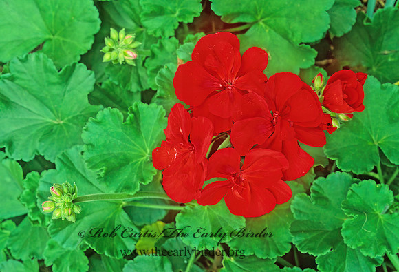 Geranium  GERANIUM 180307z