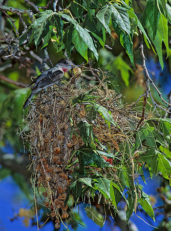 Pachyramphus aglaiae  ROSE-THROATED BECARD 94906z