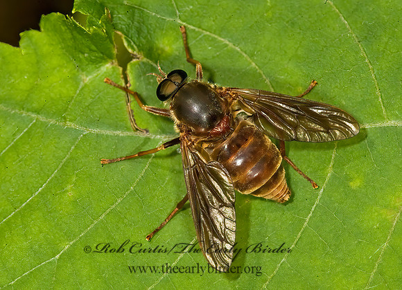 Coenomyia ferruginea XYLOPHAGID FLY 8014694z