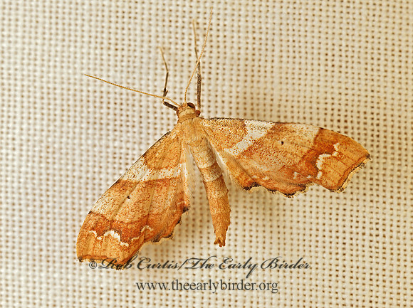 Odontoptila obrimo  STERRHINAE GEOMETER 74415z