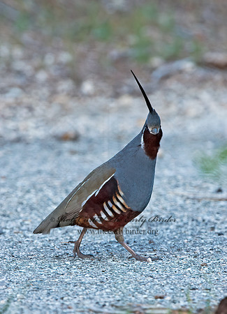 Oreortyx pictus  MOUNTAIN QUAIL 9057194+