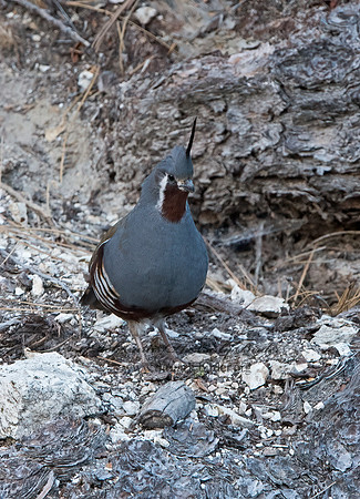 Oreortyx pictus  MOUNTAIN QUAIL 9057188+