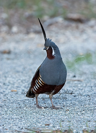Oreortyx pictus  MOUNTAIN QUAIL 9057199+