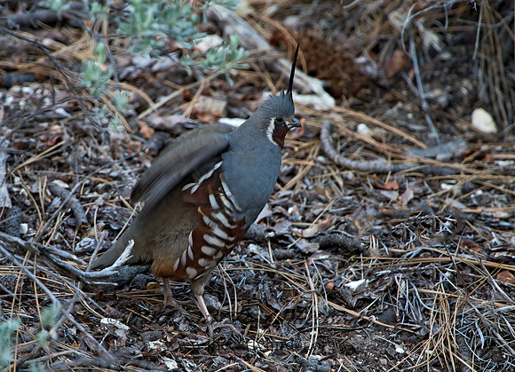 Oreortyx pictus  MOUNTAIN QUAIL 9057173+