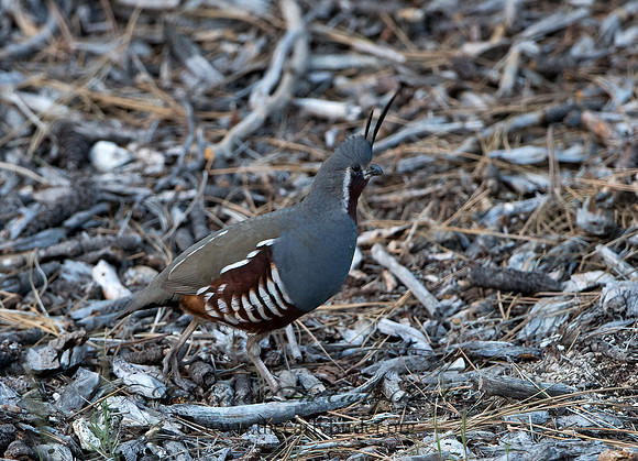 Oreortyx pictus  MOUNTAIN QUAIL 9057219+