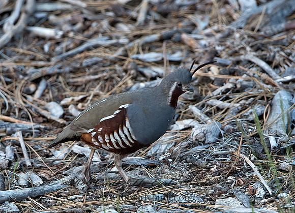 Oreortyx pictus  MOUNTAIN QUAIL 9057221+