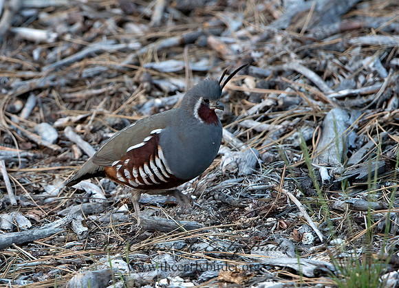 Oreortyx pictus  MOUNTAIN QUAIL 9057222+