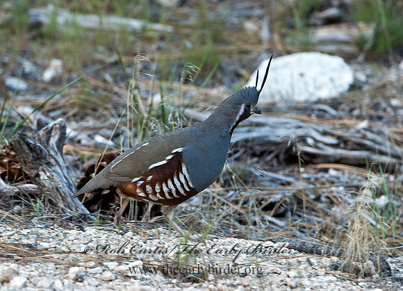 Oreortyx pictus  MOUNTAIN QUAIL 9057225+
