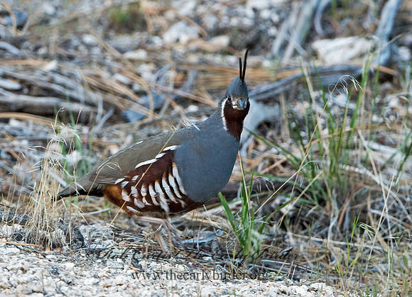 Oreortyx pictus  MOUNTAIN QUAIL 9057229+