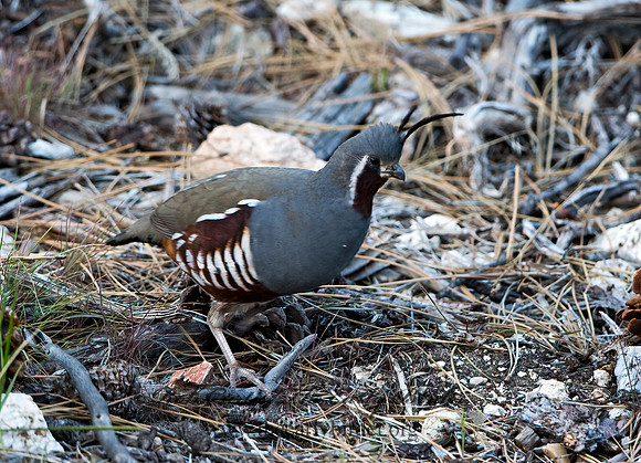 Oreortyx pictus  MOUNTAIN QUAIL 9057230+