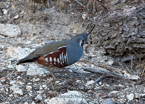 Oreortyx pictus  MOUNTAIN QUAIL 9057186+