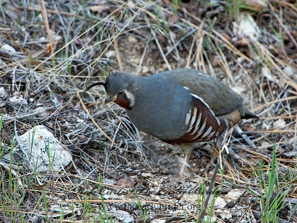 Oreortyx pictus  MOUNTAIN QUAIL 9057176+