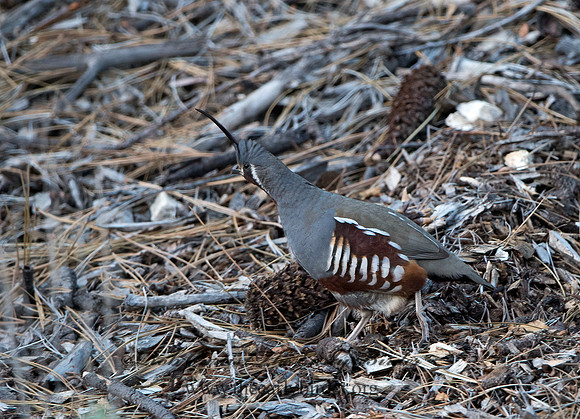 Oreortyx pictus  MOUNTAIN QUAIL 9057212+