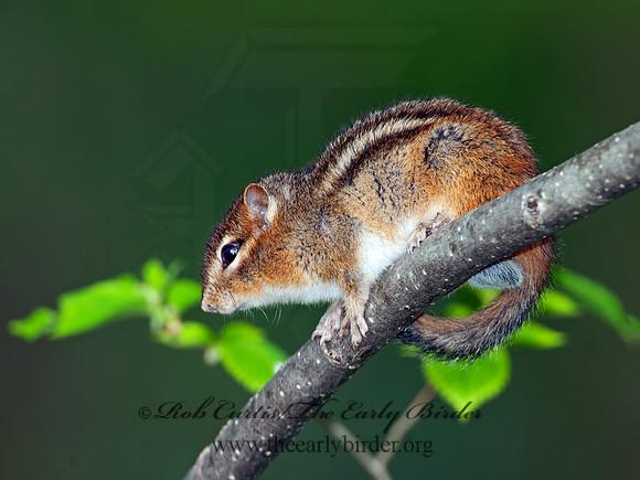Neotamias minimus  LEAST CHIPMUNK 3007862z