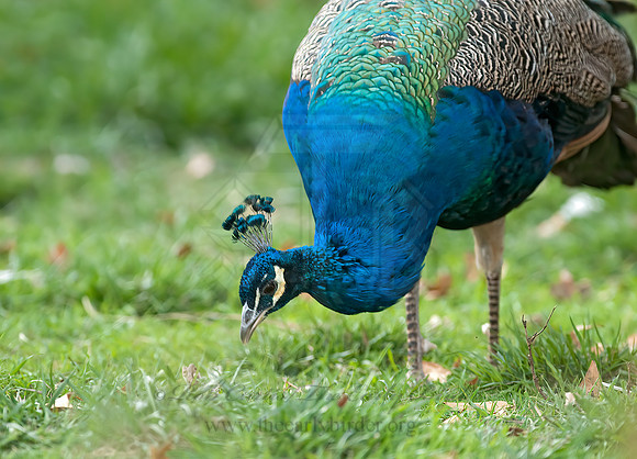 Pavo cristatus  COMMON PEAFOWL 7017755+