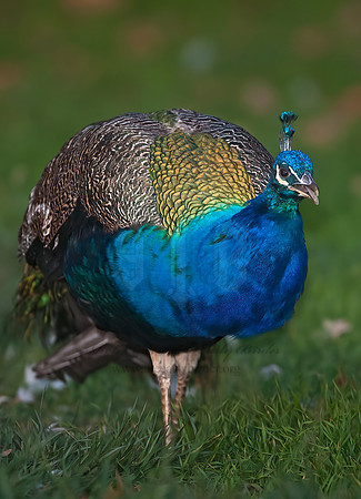 Pavo cristatus  COMMON PEAFOWL 8020687+