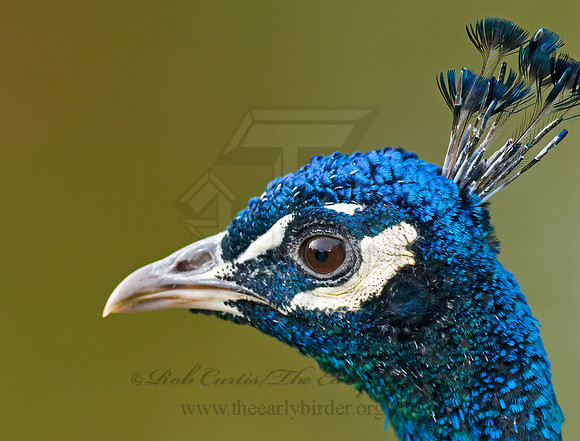 Pavo cristatus  COMMON PEAFOWL 7017762+