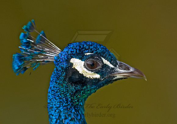 Pavo cristatus  COMMON PEAFOWL 7017757+
