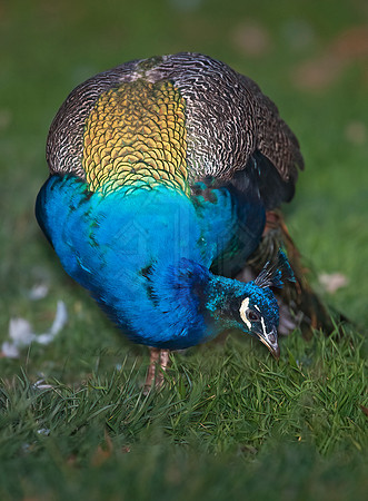 Pavo cristatus  COMMON PEAFOWL 8020686+