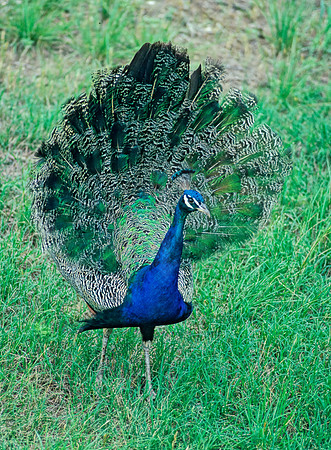 Pavo cristatus  COMMON PEAFOWL 54729+