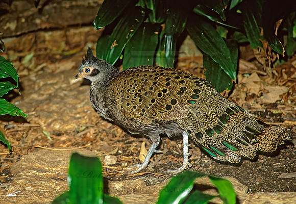 Pavo cristatus  COMMON PEAFOWL 161113+
