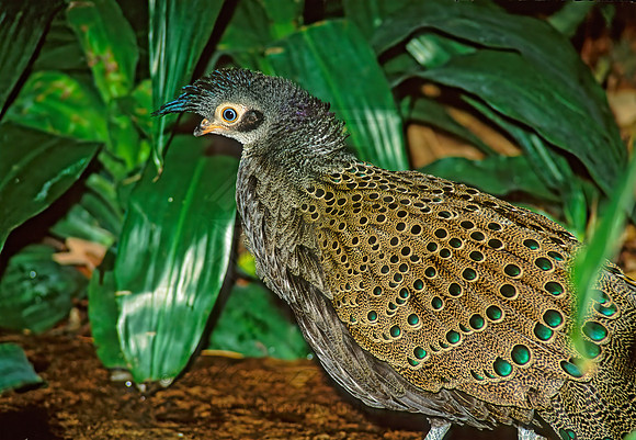 Pavo cristatus  COMMON PEAFOWL 161116+
