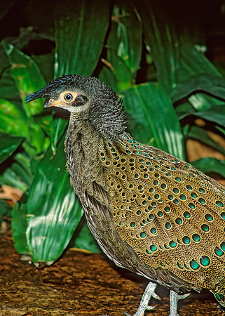 Pavo cristatus  COMMON PEAFOWL 161118+