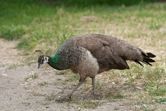 Pavo cristatus  COMMON PEAFOWL Pavo cristatus  INDIAN PEAFOWL 8036694+