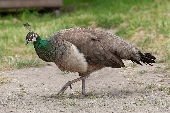 Pavo cristatus  COMMON PEAFOWL Pavo cristatus  INDIAN PEAFOWL 8036695+