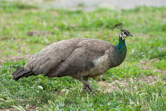 Pavo cristatus  COMMON PEAFOWL Pavo cristatus  INDIAN PEAFOWL 8036696+