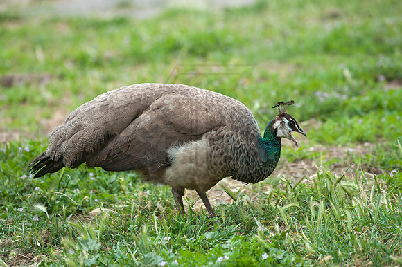 Pavo cristatus  COMMON PEAFOWL Pavo cristatus  INDIAN PEAFOWL 8036697+