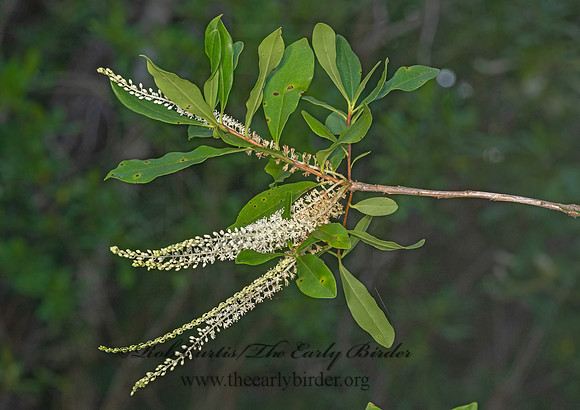 Cyrilla racemiflora  SWAMP TITI 3041355-z