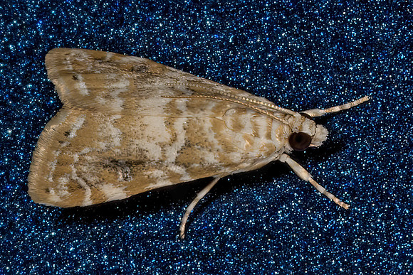 Hellula  CRAMBID SNOUT MOTH 3030766z