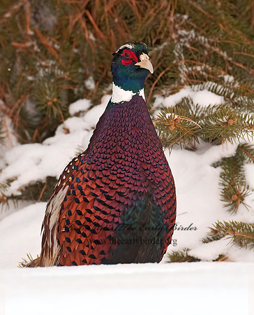 Phasianus cochicus  RING-NECKED PHEASANT 3006378+
