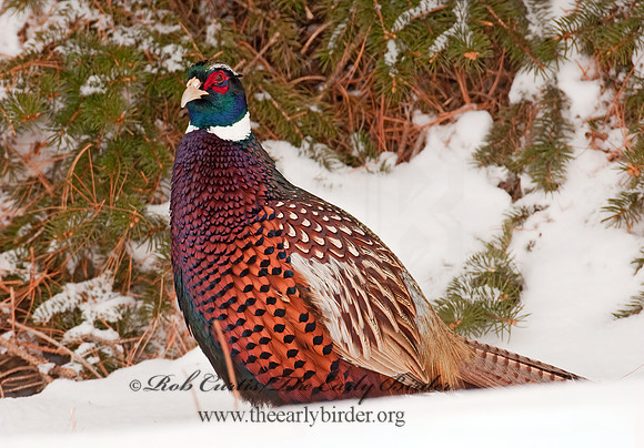 Phasianus cochicus  RING-NECKED PHEASANT 3006385+