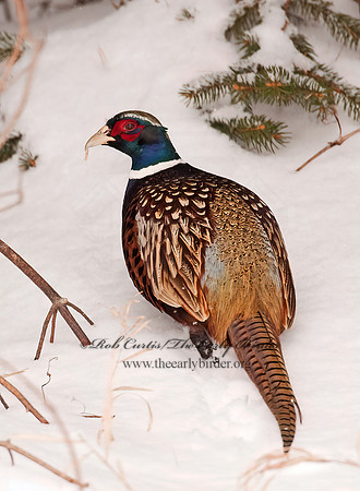 Phasianus cochicus  RING-NECKED PHEASANT 3006371+