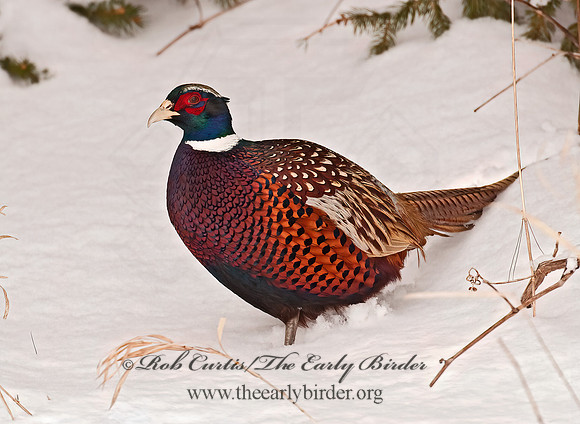 Phasianus cochicus  RING-NECKED PHEASANT 3006369+