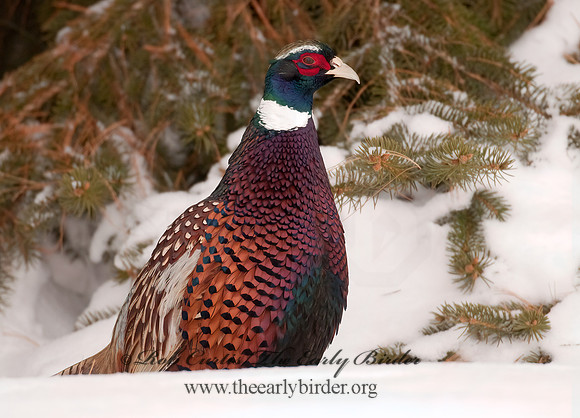Phasianus cochicus  RING-NECKED PHEASANT 3006375+