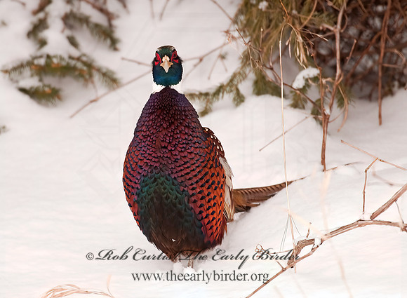Phasianus cochicus  RING-NECKED PHEASANT 3006366+