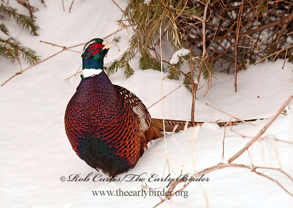 Phasianus cochicus  RING-NECKED PHEASANT 3006362+