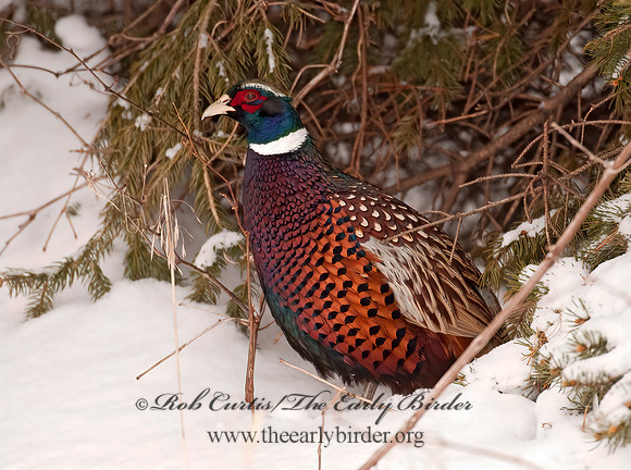 Phasianus cochicus  RING-NECKED PHEASANT 3006361+