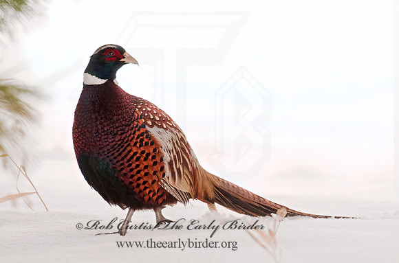 Phasianus cochicus  RING-NECKED PHEASANT 3006358+