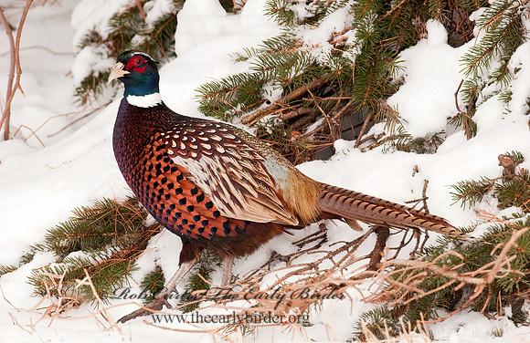 Phasianus cochicus  RING-NECKED PHEASANT 3006394+